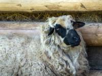 Scottish Blackface Schaf